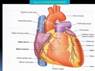 Figura 6. SUPERFICIEANTERIOR
33
 