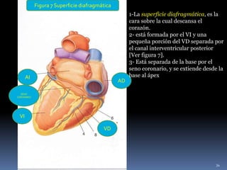 Figura 7 Superficie diafragmática
AI
SENO
CORONARIO
VI
VD
AD
34
1-La superficie diafragmática, es la
cara sobre la cual descansa el
corazón.
2- está formada por el VI y una
pequeña porción del VD separada por
el canal interventricular posterior
[Ver figura 7].
3- Está separada de la base por el
seno coronario, y se extiende desde la
base al ápex
 