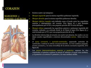 CORAZON
MARGENES y
BORDES O SURCOS
 Existen cuatro (4) márgenes:
1. Margen izquierdo para la misma superficie pulmonar izquierda.
2. Margen derecho para la misma superficie pulmonar derecha.
3. Margen inferior (agudo) está definido como el borde entre las superficies
anterior y diafragmática del corazón. [Ver figura 6] y está formado
principalmente por el VD y una pequeña porción del VI cerca del ápex.
4. Margen obtuso separando las superficies anterior y pulmonar izquierda del
corazón, redonda y se extiende desde la AI Hasta el ápex [Ver figura 6], y
está formado por el VI y por una pequeña porción de la AI.
 La división interna deja al corazón con cuatro (4) cámaras, las cuales a su vez
dejan canales superficiales o externos denominados surcos. Estos son tres
(3):
 el surco coronario o auriculo-ventricular, separando aurículas de
ventrículos, contiene la arteria coronaria derecha , la vena cardiaca pequeña,
el seno coronario, y la rama circunfleja de la arteria coronaria izquierda. [Ver
figura 8]
 Los surcos interventriculares anterior y posterior, separan los dos
ventrículos, el anterior contiene la arteria IV anterior y la gran vena cardiaca,
y el posterior a la arteria IV posterior y la vena cardiaca media.
35
 