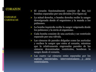 CORAZON
CAMARAS
CARDIACAS
 El corazón funcionalmente consiste de dos (2)
bombas separadas por una división [Ver figura 9]
 La mitad derecha, o bomba derecha recibe la sangre
desoxigenada desde el organismo y la manda a los
pulmones.
 La bomba izquierda recibe la sangre oxigenada desde
los pulmones y la envía al organismo.
 Cada bomba consiste de una aurícula y un ventrículo
separado por una válvula.
 Las cámaras de paredes delgadas como las aurículas
y reciben la sangre que entra al corazón, mientras
que la relativamente engrosadas paredes de las
cámaras denominadas ventrículos, bombean la
sangre desde el corazón.
 Las cuatro (4) cámaras están separadas por los
septum interatriales, interventriculares y atrio
ventriculares.
37
 