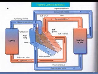 Figura 9. Cámaras cardiacas
38
 