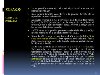 CORAZON
AURICULA
DERECHA
 En su posición anatómica, el borde derecho del corazón está
formado por la AD
 Esta cámara también contribuye a la porción derecha de la
superficie anterior del corazón.
 La sangre retorna a la AD a través de uno de estos tres vasos:
la VCS y la VCI, juntas entregan la sangre del organismo al
corazón, y por el seno coronario, el cual retorna la sangre desde
las paredes del mismo corazón.
 La VCS entre en la porción posterosuperior de la AD, y la VCS y
el seno coronario en la porción inferior de la AD.
 Desde la AD, la sangre pasa hacia el VD a través del orificio
atrio ventricular derecho. Esta apertura está orientada hacia
atrás y medialmente y cerrada durante la sístole ventricular por
la válvula tricúspide.
 La Ad esta dividida en su interior en dos espacios continuos.
Externamente, la separación está indicada por el surco
terminales corazón, extendido desde el lado derecho de la
apertura de la VCS a la derecha de la apertura de la VCI.
Internamente, la división está representada por la crista
terminalis, la cual es un puente de tejido muscular liso que
nace en el inicio del techo de la AD justo en la apertura de la
VCS y se extiende hasta el labio anterior de la apertura de la
VCI.
39
 