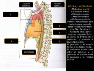4
FIGURA 7. MEDIASTINO
1-Mediastino superior
2-Mediastino inferior
3-Mediastino anterior
4-Mediastino medio
5-Mediastino posterior
Una línea horizontal que pasa
desde el ángulo esternal y
desde el disco intervertebral
entre TIV yTV, divide el
mediastino en una parte
superior y una parte inferior.
La inferior es dividida por el
pericardio y contiene la
cavidad pericárdica.
El pericardio y el corazón
forman el mediastino medio.
El mediastino anterior corre
entre el esternón y el
pericardio, el posterior entre
el pericardio y la vértebra
torácica.
1
2
3
4
5
DIAFRAGMA
ANGULO
ESTERNAL
PRIMERA
COSTILLA
 