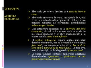 CORAZON
AURICULA
DERECHA (2)
 El espacio posterior a la crista es el seno de la vena
cava.
 El espacio anterior a la crista, incluyendo la A, es a
veces denominado AD propiamente dicha y posee
paredes cubiertas de estructuras denominadas
músculos pectinados.
 Una estructura adicional es la apertura del seno
coronario, el cual recibe sangre de la mayoría de
las venas cardiacas y se abre medialmente a la
apertura de la vena cava inferior.
 El septum interatrial separa ambas aurículas,
derecha e izquierda, con su depresión denominada
fosa oval y su margen prominente, el borde de la
fosa oval ( Limbus de la fosa Oval). La fosa oval
marca el vestigio embriológico del foramen oval.
 La pared también contiene numerosas aperturas
denominadas aperturas o forámenes de las
pequeñas venas cardiacas.
40
 
