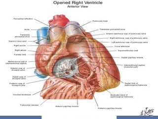 Figura 10.
Vista interna delVD
VT
Cono arterioso
Musculo papilar septal
Trabéculas septo-
marginal
Trabéculas
carneae
Músculo papilar posterior
Músculo papilar
anterior
VP
44
 
