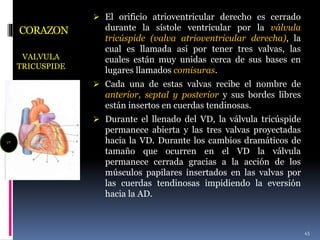 CORAZON
VALVULA
TRICUSPIDE
 El orificio atrioventricular derecho es cerrado
durante la sístole ventricular por la válvula
tricúspide (valva atrioventricular derecha), la
cual es llamada así por tener tres valvas, las
cuales están muy unidas cerca de sus bases en
lugares llamados comisuras.
 Cada una de estas valvas recibe el nombre de
anterior, septal y posterior y sus bordes libres
están insertos en cuerdas tendinosas.
 Durante el llenado del VD, la válvula tricúspide
permanece abierta y las tres valvas proyectadas
hacia la VD. Durante los cambios dramáticos de
tamaño que ocurren en el VD la válvula
permanece cerrada gracias a la acción de los
músculos papilares insertados en las valvas por
las cuerdas tendinosas impidiendo la eversión
hacia la AD.
45
VT
 