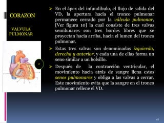 CORAZON
VALVULA
PULMONAR
 En el ápex del infundíbulo, el flujo de salida del
VD, la apertura hacia el tronco pulmonar
permanece cerrado por la válvula pulmonar,
[Ver figura 10] la cual consiste de tres valvas
semilunares con tres bordes libres que se
proyectan hacia arriba, hacia el lumen del tronco
pulmonar.
 Estas tres valvas son denominadas izquierda,
derecha y anterior, y cada una de ellas forma un
seno similar a un bolsillo.
 Después de la contracción ventricular, el
movimiento hacia atrás de sangre llena estos
senos pulmonares y obliga a las valvas a cerrar.
Este movimiento evita que la sangre en el tronco
pulmonar rellene el VD.
46
VP
 