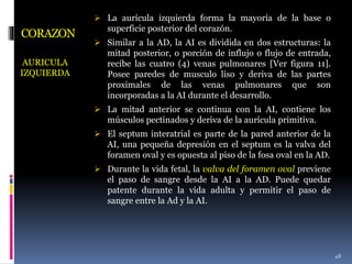 CORAZON
AURICULA
IZQUIERDA
 La aurícula izquierda forma la mayoría de la base o
superficie posterior del corazón.
 Similar a la AD, la AI es dividida en dos estructuras: la
mitad posterior, o porción de influjo o flujo de entrada,
recibe las cuatro (4) venas pulmonares [Ver figura 11].
Posee paredes de musculo liso y deriva de las partes
proximales de las venas pulmonares que son
incorporadas a la AI durante el desarrollo.
 La mitad anterior se continua con la AI, contiene los
músculos pectinados y deriva de la aurícula primitiva.
 El septum interatrial es parte de la pared anterior de la
AI, una pequeña depresión en el septum es la valva del
foramen oval y es opuesta al piso de la fosa oval en la AD.
 Durante la vida fetal, la valva del foramen oval previene
el paso de sangre desde la AI a la AD. Puede quedar
patente durante la vida adulta y permitir el paso de
sangre entre la Ad y la AI.
48
 