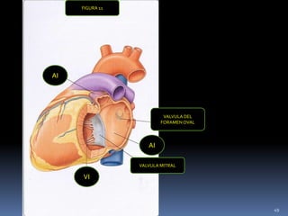 AI
AI
VI
VALVULA DEL
FORAMEN OVAL
VALVULA MITRAL
FIGURA 11
49
 