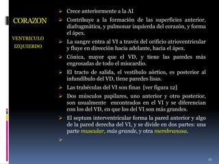 CORAZON
VENTRICULO
IZQUIERDO
 Crece anteriormente a la AI
 Contribuye a la formación de las superficies anterior,
diafragmática, y pulmonar izquierda del corazón, y forma
el ápex.
 La sangre entra al VI a través del orificio atrioventricular
y fluye en dirección hacia adelante, hacia el ápex.
 Cónica, mayor que el VD, y tiene las paredes más
engrosadas de todo el miocardio.
 El tracto de salida, el vestíbulo aórtico, es posterior al
infundíbulo del VD, tiene paredes lisas.
 Las trabéculas del VI son finas [ver figura 12]
 Dos músculos papilares, uno anterior y otro posterior,
son usualmente encontrados en el VI y se diferencian
con los del VD, en que los del VI son más grandes.
 El septum interventricular forma la pared anterior y algo
de la pared derecha del VI, y se divide en dos partes: una
parte muscular, más grande, y otra membranosa.

51
 