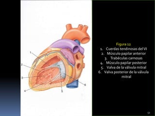 Figura 12
1. Cuerdas tendinosas delVI
2. Músculo papilar anterior
3. Trabéculas carnosas
4. Músculo papilar posterior
5. Valva de la válvula mitral
6. Valva posterior de la válvula
mitral
52
 