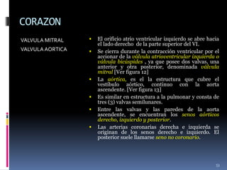 CORAZON
VALVULA MITRAL
VALVULA AORTICA
 El orificio atrio ventricular izquierdo se abre hacia
el lado derecho de la parte superior del VI.
 Se cierra durante la contracción ventricular por el
accionar de la válvula atrioventricular izquierda o
válvula bicúspides , ya que posee dos valvas, una
anterior y otra posterior, denominada válvula
mitral [Ver figura 12]
 La aórtica, es el la estructura que cubre el
vestíbulo aórtico, continuo con la aorta
ascendente. [Ver figura 13]
 Es similar en estructura a la pulmonar y consta de
tres (3) valvas semilunares.
 Entre las valvas y las paredes de la aorta
ascendente, se encuentran los senos aórticos
derecho, izquierdo y posterior.
 Las arterias coronarias derecha e izquierda se
originan de los senos derecho e izquierdo. El
posterior suele llamarse seno no coronario.
53
 