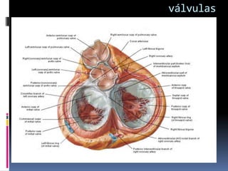 válvulas
 