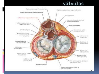 válvulas
 
