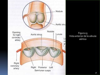 Figura 13
Vista anterior de la válvula
aórtica
56
 