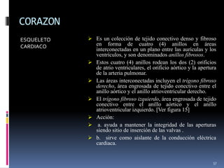 CORAZON
ESQUELETO
CARDIACO
 Es un colección de tejido conectivo denso y fibroso
en forma de cuatro (4) anillos en áreas
interconectadas en un plano entre las aurículas y los
ventrículos, y son denominados anillos fibrosos.
 Estos cuatro (4) anillos rodean los dos (2) orificios
de atrio ventriculares, el orificio aórtico y la apertura
de la arteria pulmonar.
 Las áreas interconectadas incluyen el trígono fibroso
derecho, área engrosada de tejido conectivo entre el
anillo aórtico y el anillo atrioventricular derecho.
 El trígono fibroso izquierdo, área engrosada de tejido
conectivo entre el anillo aórtico y el anillo
atrioventricular izquierdo. [Ver figura 15]
 Acción:
 a. ayuda a mantener la integridad de las aperturas
siendo sitio de inserción de las valvas .
 b. sirve como aislante de la conducción eléctrica
cardiaca.
57
 