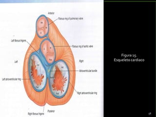 Figura 15.
Esqueleto cardiaco
58
 