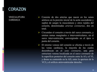 CORAZON
VASCULATURA
CARDIACA
 Consiste de dos arterias que nacen en los senos
aórticos en la porción inicial de la aorta ascendente y
suplen de sangre la musculatura y otros tejidos del
corazón, denominadas arterias coronarias, dos en
total.
 Circundan el corazón a través del surco coronario, y
emiten ramas marginales e interventriculares, en el
surco interventricular, convergiendo en el ápex o
punta del corazón.
 El retorno venoso del corazón se efectúa a través de
las venas cardíacas, la mayoría de las cuales
desembocan en el seno coronario, una gran
estructura venosa localizada en el surco coronario de
la superficie posterior del corazón entre la AI y el VI,
y drena su contenido en la AD, entre la apertura de la
VCI y el orificio atrioventricular derecho.
59
 