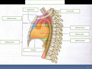 Figura 1
Angulo esternal
Mediastino superior
Mediastino inferior
Mediastino anterior
Mediastino medio
Mediastino posterior
Diafragma
Primera costilla
6
 