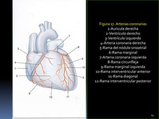 Figura 17. Arterias coronarias
1-Auricula derecha
2-Ventrículo derecho
3-Ventrículo izquierdo
4-Arteria coronaria derecha
5-Rama del nódulo sinoatrial
6-Rama marginal
7-Arteria coronaria izquierda
8-Rama circunfleja
9-Rama marginal izquierda
10-Rama interventricular anterior
11-Rama diagonal
12-Rama interventricular posterior
61
 