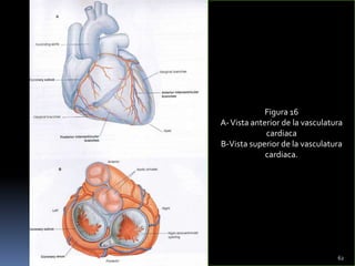 Figura 16
A-Vista anterior de la vasculatura
cardiaca
B-Vista superior de la vasculatura
cardiaca.
62
 