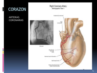 CORAZON
ARTERIAS
CORONARIAS
 Arteria coronaria derecha: Se origina desde el
seno aórtico derecho de la aorta ascendente,
cruza anteriormente y a la derecha entre la
AD y el tronco de la pulmonar y desciende
verticalmente por el surco coronario, entre la
AD y el VD, alcanza el borde cardíaco inferior,
donde se hace posterior y continua en el surco
coronario hasta la superficie diafragmática y la
base del corazón, emitiendo muchas ramas.
[Ver figura17]
 Arteria atrial: entre la AD y la aorta
ascendente, y de esta nace la arteria nodal del
seno atrial, para el nódulo del mismo nombre.
 Arteria marginal derecha: nace de la ACD al
ésta llegar al margen inferior o agudo del
corazón
 Arteria interventricular posterior: nace de la
ACD a nivel de la cara diafragmática, para el
nódulo atrioventricular.
63
 