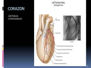 CORAZON
ARTERIAS
CORONARIAS
 Arteria coronaria izquierda: Se origina
desde el seno aórtico izquierdo de la aorta
ascendente, cruza anteriormente y a la
izquierda entre la el tronco de la
pulmonar y la AI, desciende verticalmente
por el surco coronario, mientras
permanece posterior, se divide en dos
ramas terminales, la arteria
interventricular anterior (descendente
anterior izq.) y la arteria circunfleja.
[Ver figura 18]
 La primera, también llamada arteria
descendente anterior izquierda, da una o
dos ramas, las arterias diagonales.
 La segunda,(arteria circunfleja) emite
una arteria larga denominada arteria
marginal izquierda en el margen obtuso.
64
 