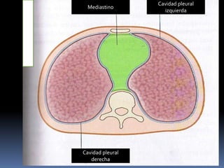 Mediastino
Cavidad pleural
izquierda
Cavidad pleural
derecha
F
I
G
U
R
A
2
7
 