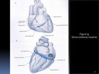 Figura 19
Venas cardiacas mayores
71
 