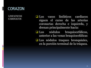 CORAZON
LINFATICOS
CARDIACOS
 Los vasos linfáticos cardíacos
siguen el curso de las arterias
coronarias derecha e izquierda, y
drenan principalmente hacia:
 Los nódulos braquiocefálicos,
anterior a las venas braquiocefálicas
 Los nódulos traqueo bronquiales,
en la porción terminal de la tráquea.
72
 