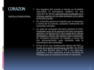 CORAZON
NODULO SINOATRIAL
 Los impulsos del corazón se inician en el nódulo
sino-atrial, el marcapasos cardiaco. Es una
colección de células especializadas localizada en el
extremo superior de la crista terminal en la unión
de la VCS y la AD.
 Su excitación genera un impulso que se transmite
a través de la aurícula, causando contracción del
miocardio auricular.
 La onda de excitación del atrio estimula el NAV,
localizado cerca de la apertura del seno coronario,
próximo a la fijación de l valva septal de la válvula
tricúspides y dentro del septum atrio-ventricular.
Su excitación transmite un impulso a través del
haz atrioventricular para estimular toda la
musculatura del ventricular.
 El haz AV es una continuación directa del NAV, a
través de la parte membranosa del SIV. Se divide
en un haz derecho para el VD y sus músculos
papilares, y el haz izquierdo, se une a las fibras de
Purkinje para la excitación de todo el ventrículo.
74
 