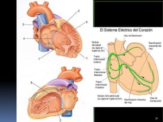 Figura 20. Sistema de conducción
cardiaco
1. Ventrículo derecho
2. Ventrículo izquierdo
3. Nódulo sinoatrial
4. Nódulo AV
5. BolsaAV
6. Rama derecha de la bolsa AV
7. Trabécula septomarginal
8. Rama izquierda de la bolsa AV
76
 