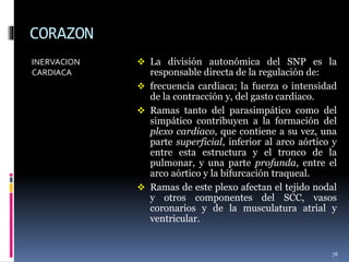 CORAZON
INERVACION
CARDIACA
 La división autonómica del SNP es la
responsable directa de la regulación de:
 frecuencia cardiaca; la fuerza o intensidad
de la contracción y, del gasto cardiaco.
 Ramas tanto del parasimpático como del
simpático contribuyen a la formación del
plexo cardiaco, que contiene a su vez, una
parte superficial, inferior al arco aórtico y
entre esta estructura y el tronco de la
pulmonar, y una parte profunda, entre el
arco aórtico y la bifurcación traqueal.
 Ramas de este plexo afectan el tejido nodal
y otros componentes del SCC, vasos
coronarios y de la musculatura atrial y
ventricular.
78
 