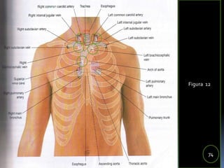 85
Figura 12
74
11
11
3
 