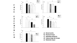 F
A
S
E
E
X
C
E
N
T
R
I
C
A
a) Dorsal ancho
b) Pectoral mayor
c) Deltoides posterior
d) Cabeza larga del triceps
e) Redondo mayor
 