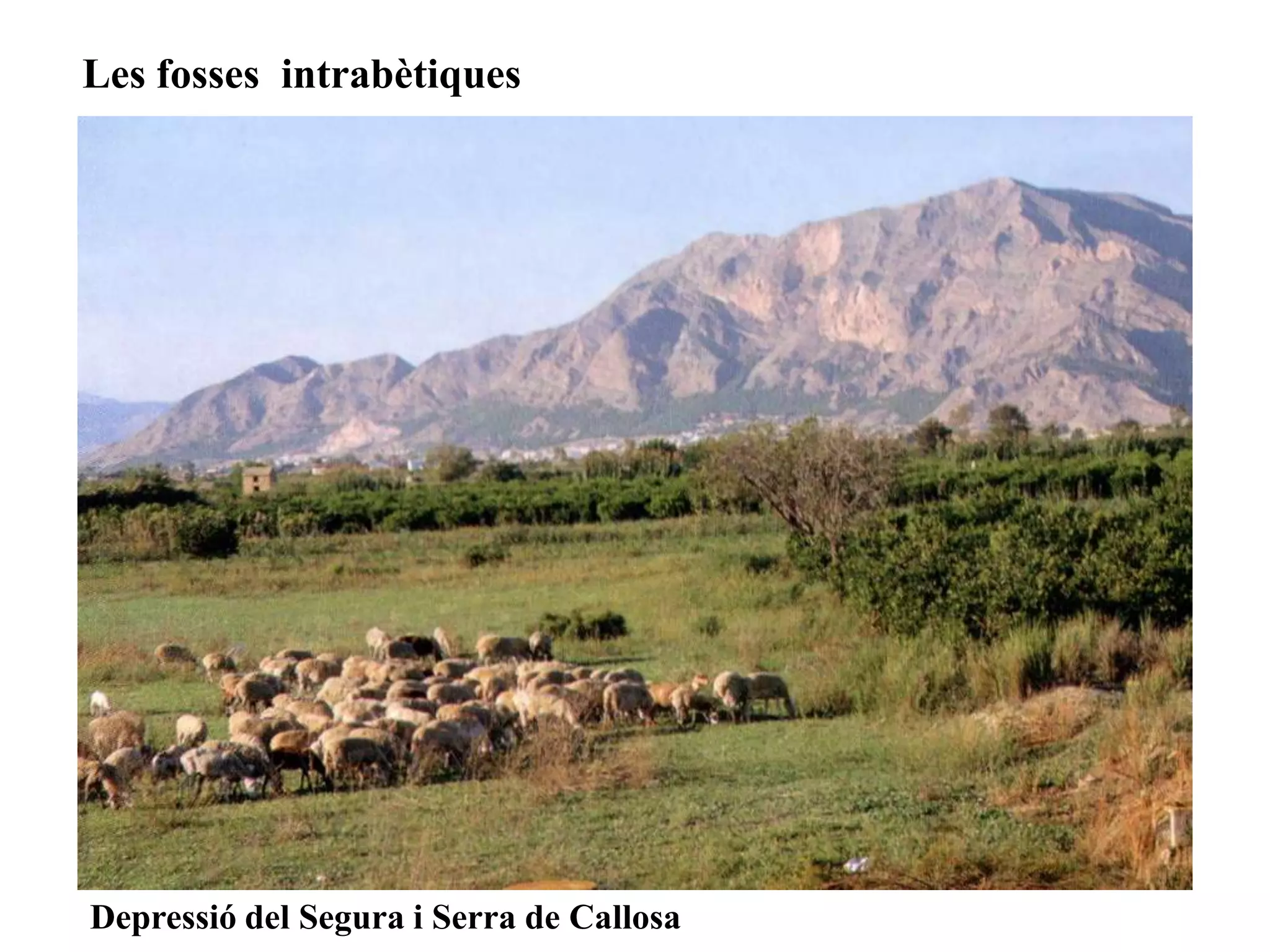 Les fosses intrabètiques
Depressió del Segura i Serra de Callosa
 