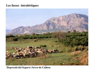 Les fosses intrabètiques




Depressió del Segura i Serra de Callosa
 