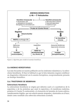 34
5.b ANEMIAS HEREDITARIAS
Las más frecuentes en nuestra población son los sindromes talasémicos y la esfero-
citosis hereditaria. Si bien lo habitual es que la beta talasemia requiera establecer
un diagnóstico diferencial con la anemia ferropénica, excepcionalmente presenta
un fenotipo hemolítico.
5.b.i TRASTORNOS DE MEMBRANA
Esferocitosis Hereditaria
La esferocitosis hereditaria se origina por defectos cuali y/o cuantitativos de la
espectrina o de las proteínas que unen la espectrina a la membrana (ankirina,
proteína 4.2, banda 3) conduciendo a la formación de hematíes de forma esférica,
osmóticamente frágiles, que son selectivamente atrapados y destruidos en el bazo,
dando como resultado una sobrevida eritrocitaria acortada.
Figura 4. Algoritmo para estudio de anemias hemolíticas
 