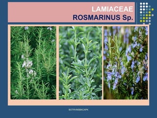 LAMIACEAE
ROSMARINUS Sp.
BOTRVMSBKCAPK
 
