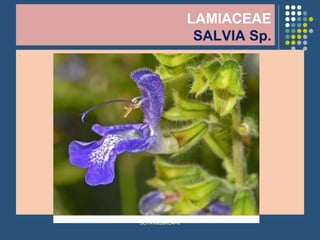 LAMIACEAE
SALVIA Sp.
.
BOTRVMSBKCAPK
 