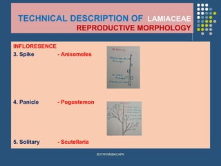 TECHNICAL DESCRIPTION OF LAMIACEAE
REPRODUCTIVE MORPHOLOGY
INFLORESENCE
3. Spike - Anisomeles
4. Panicle - Pogostemon
5. Solitary - Scutellaria
BOTRVMSBKCAPK
 