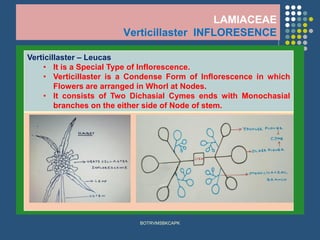 LAMIACEAE
Verticillaster INFLORESENCE
BOTRVMSBKCAPK
Verticillaster – Leucas
• It is a Special Type of Inflorescence.
• Verticillaster is a Condense Form of Inflorescence in which
Flowers are arranged in Whorl at Nodes.
• It consists of Two Dichasial Cymes ends with Monochasial
branches on the either side of Node of stem.
 