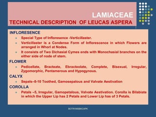 LAMIACEAE
TECHNICAL DESCRIPTION OF LEUCAS ASPERA
INFLORESENCE
⚫ Special Type of Infloresence -Verticillaster.
⚫ Verticillaster is a Condense Form of Inflorescence in which Flowers are
arranged in Whorl at Nodes.
⚫ It consists of Two Dichasial Cymes ends with Monochasial branches on the
either side of node of stem.
FLOWER
⚫ Pedicellate, Bracteate, Ebracteolate, Complete, Bisexual, Irregular,
Zygomorphic, Pentamerous and Hypogynous.
CALYX
⚫ Sepals–8-10 Toothed, Gamosepalous and Valvate Aestivation
COROLLA
⚫ Petals –5, Irregular, Gamopetalous, Valvate Aestivation. Corolla is Bilabiate
in which the Upper Lip has 2 Petals and Lower Lip has of 3 Petals.
BOTRVMSBKCAPK
 