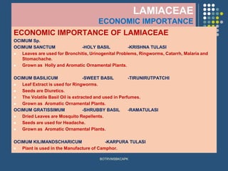 LAMIACEAE
ECONOMIC IMPORTANCE
ECONOMIC IMPORTANCE OF LAMIACEAE
OCIMUM Sp.
OCIMUM SANCTUM -HOLY BASIL -KRISHNA TULASI
⚫ Leaves are used for Bronchitis, Urinogenital Problems, Ringworms, Catarrh, Malaria and
Stomachache.
⚫ Grown as Holly and Aromatic Ornamental Plants.
OCIMUM BASILICUM -SWEET BASIL -TIRUNIRUTPATCHI
⚫ Leaf Extract is used for Ringworms.
⚫ Seeds are Diuretics.
⚫ The Volatile Basil Oil is extracted and used in Perfumes.
⚫ Grown as Aromatic Ornamental Plants.
OCIMUM GRATISSIMUM -SHRUBBY BASIL -RAMATULASI
⚫ Dried Leaves are Mosquito Repellents.
⚫ Seeds are used for Headache.
⚫ Grown as Aromatic Ornamental Plants.
OCIMUM KILIMANDSCHARICUM -KARPURA TULASI
⚫ Plant is used in the Manufacture of Camphor.
BOTRVMSBKCAPK
 