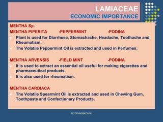 LAMIACEAE
ECONOMIC IMPORTANCE
MENTHA Sp.
MENTHA PIPERITA -PEPPERMINT -PODINA
⚫ Plant is used for Diarrhoea, Stomachache, Headache, Toothache and
Rheumatism.
⚫ The Volatile Peppermint Oil is extracted and used in Perfumes.
MENTHA ARVENSIS -FIELD MINT -PODINA
⚫ It is used to extract an essential oil useful for making cigarettes and
pharmaceutical products.
⚫ It is also used for rheumatism.
MENTHA CARDIACA
⚫ The Volatile Spearmint Oil is extracted and used in Chewing Gum,
Toothpaste and Confectionary Products.
BOTRVMSBKCAPK
 