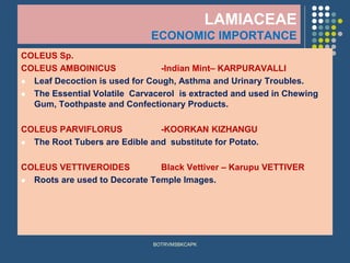 LAMIACEAE
ECONOMIC IMPORTANCE
COLEUS Sp.
COLEUS AMBOINICUS -Indian Mint– KARPURAVALLI
⚫ Leaf Decoction is used for Cough, Asthma and Urinary Troubles.
⚫ The Essential Volatile Carvacerol is extracted and used in Chewing
Gum, Toothpaste and Confectionary Products.
COLEUS PARVIFLORUS -KOORKAN KIZHANGU
⚫ The Root Tubers are Edible and substitute for Potato.
COLEUS VETTIVEROIDES Black Vettiver – Karupu VETTIVER
⚫ Roots are used to Decorate Temple Images.
BOTRVMSBKCAPK
 