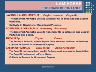 LAMIACEAE
ECONOMIC IMPORTANCE
LAVANDULA ANGUSTIFOLIA -English Lavender -Suganthi
⚫ The Essential Aromatic Volatile Lavender Oil is extracted and used in
Perfumes.
⚫ Cultivate in Gardens for Ornamental Purpose.
ROSMARINUS OFFICINALIS -Rosemary -Rosemary
⚫ The Essential Aromatic Volatile Rosemary Oil is extracted and used in
Perfumes and Soaps.
THYMUS Sp. -Thyme -Omam
⚫ The Essential Aromatic Volatile Thymol Oil is extracted and used in Perfumes.
⚫ Cultivate in Garden for Ornamental Purpose.
SALVIA OFFICINALIS –SAGE Weed -ChimaiKarppuram
⚫ The Sage Oil is extracted and used in Perfumes and also used as Insecticides.
⚫ The Sage Oil is also used to Flavor Meats.
⚫ Cultivate in Gardens for Ornamental Purpose
BOTRVMSBKCAPK
 