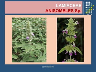 LAMIACEAE
ANISOMELES Sp.
.
BOTRVMSBKCAPK
 