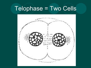 Telophase = Two Cells