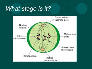 What stage is it?